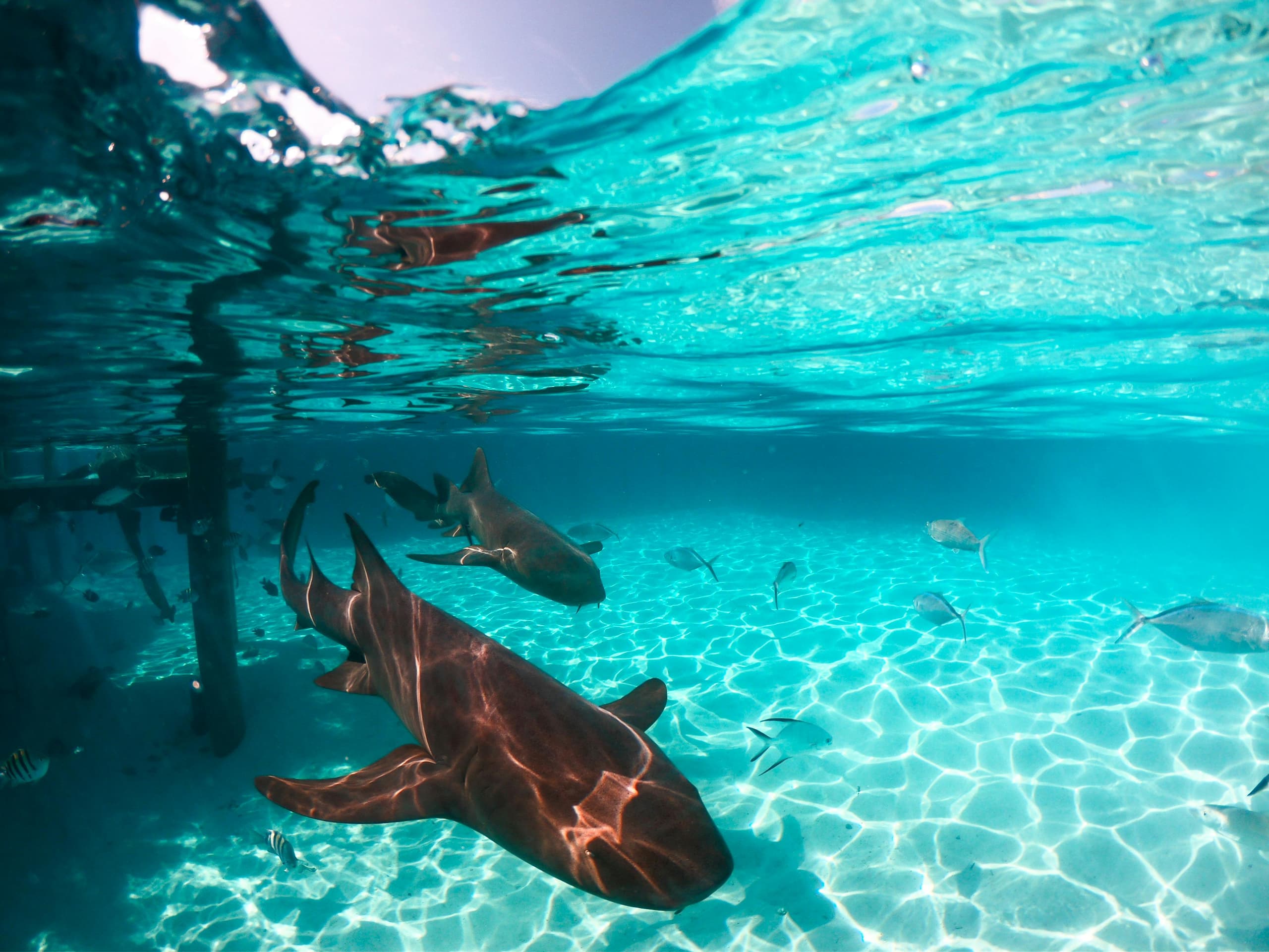 Bahamas image 3