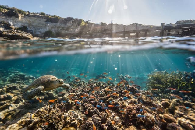 Folkestone Marine Reserve