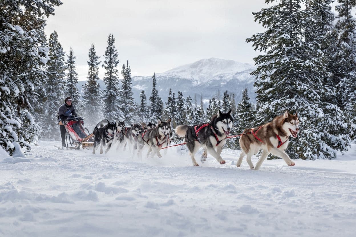 Dog Sledding in Canada