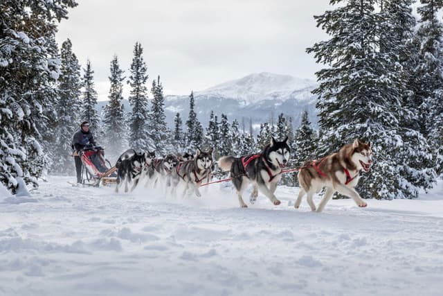 Dog Sledding in Canada