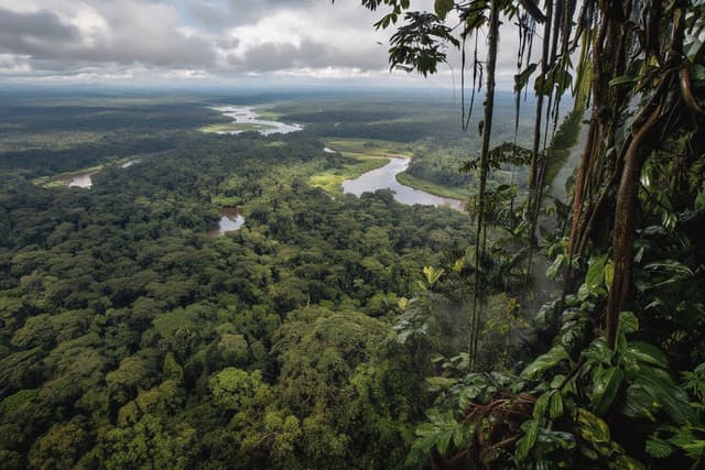 Colombian Amazon Rainforest