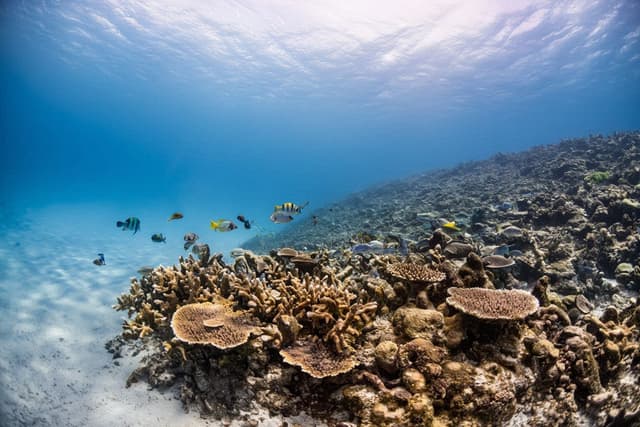 Scuba Diving in Providencia Island