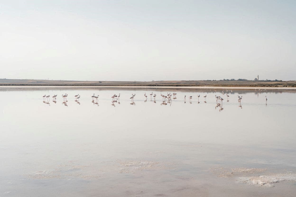 Larnaca Salt Lake
