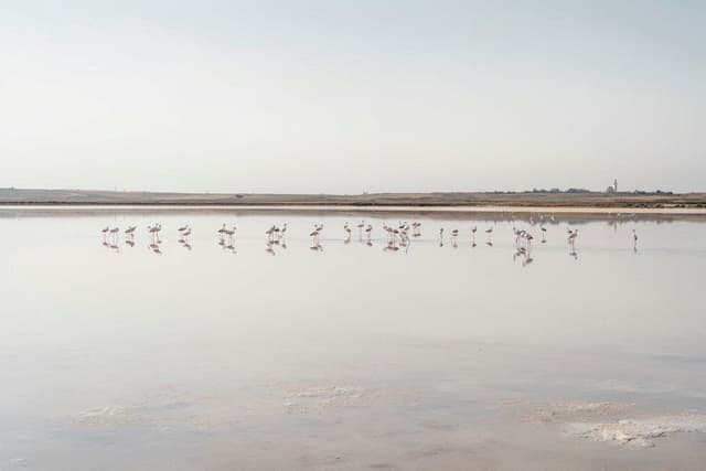 Larnaca Salt Lake