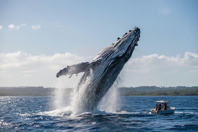 Whale Watching in Samana Bay