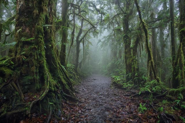 Montecristo Cloud Forest