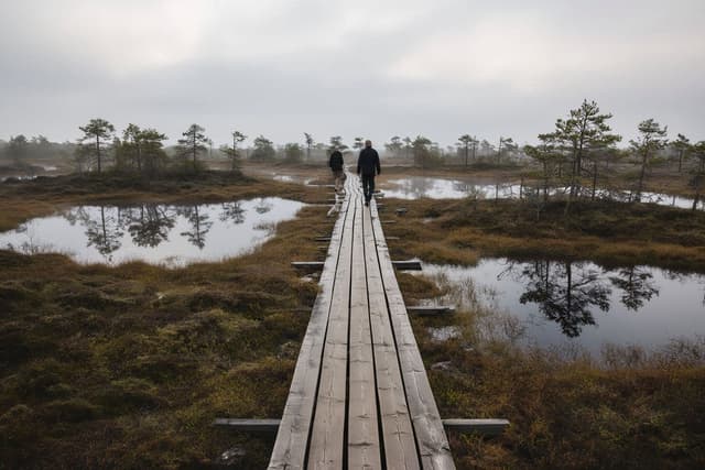 Bog Boardwalk Hike at Kakerdaja