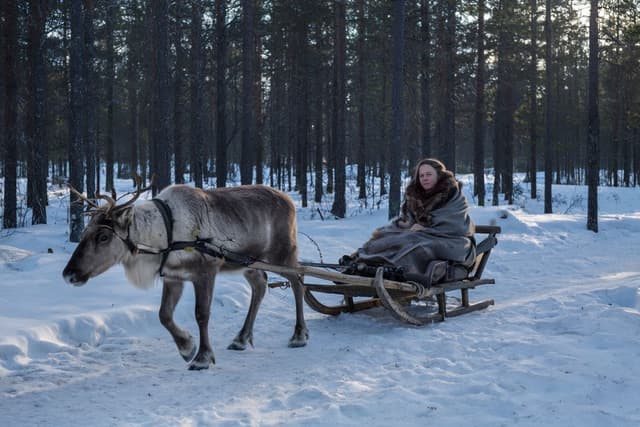 Reindeer Sleigh Rides