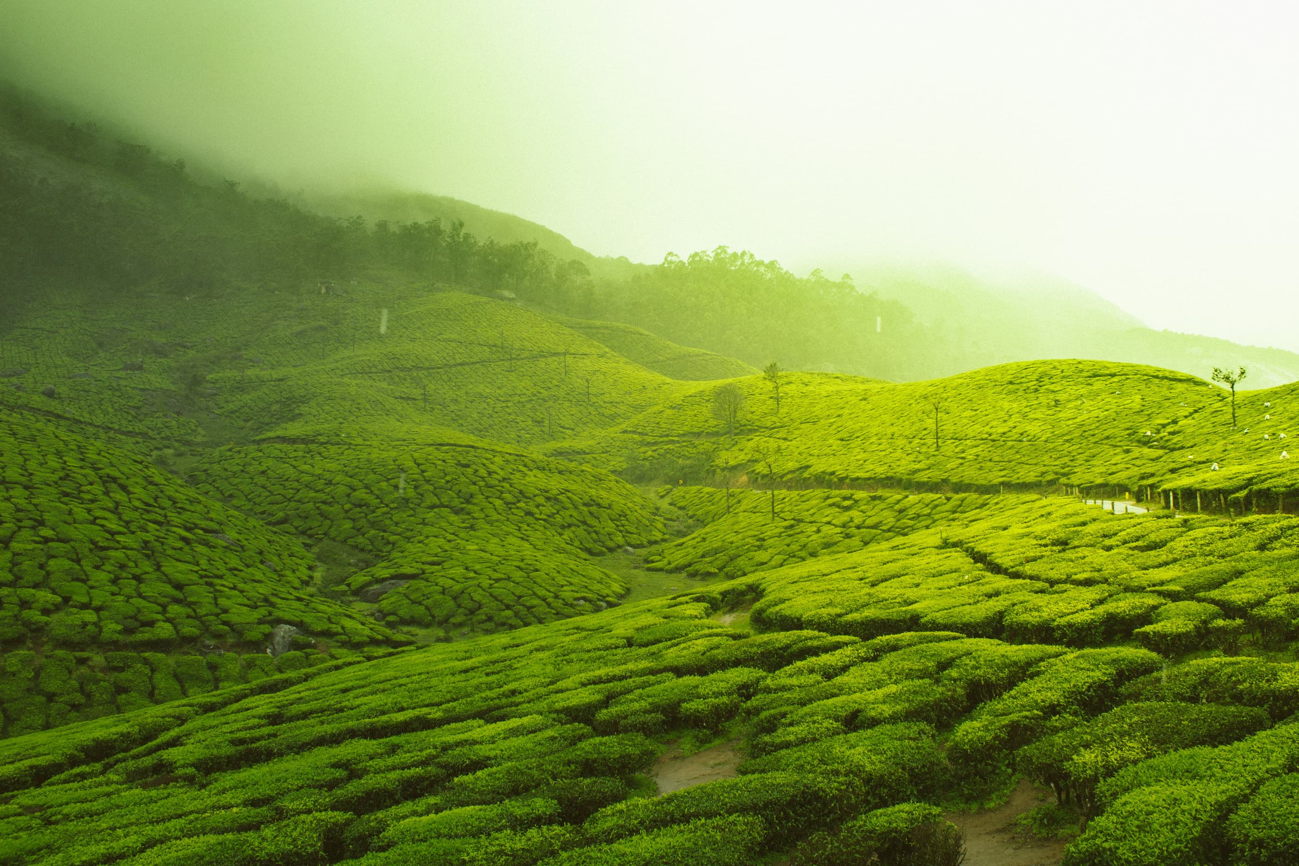 India image 2
