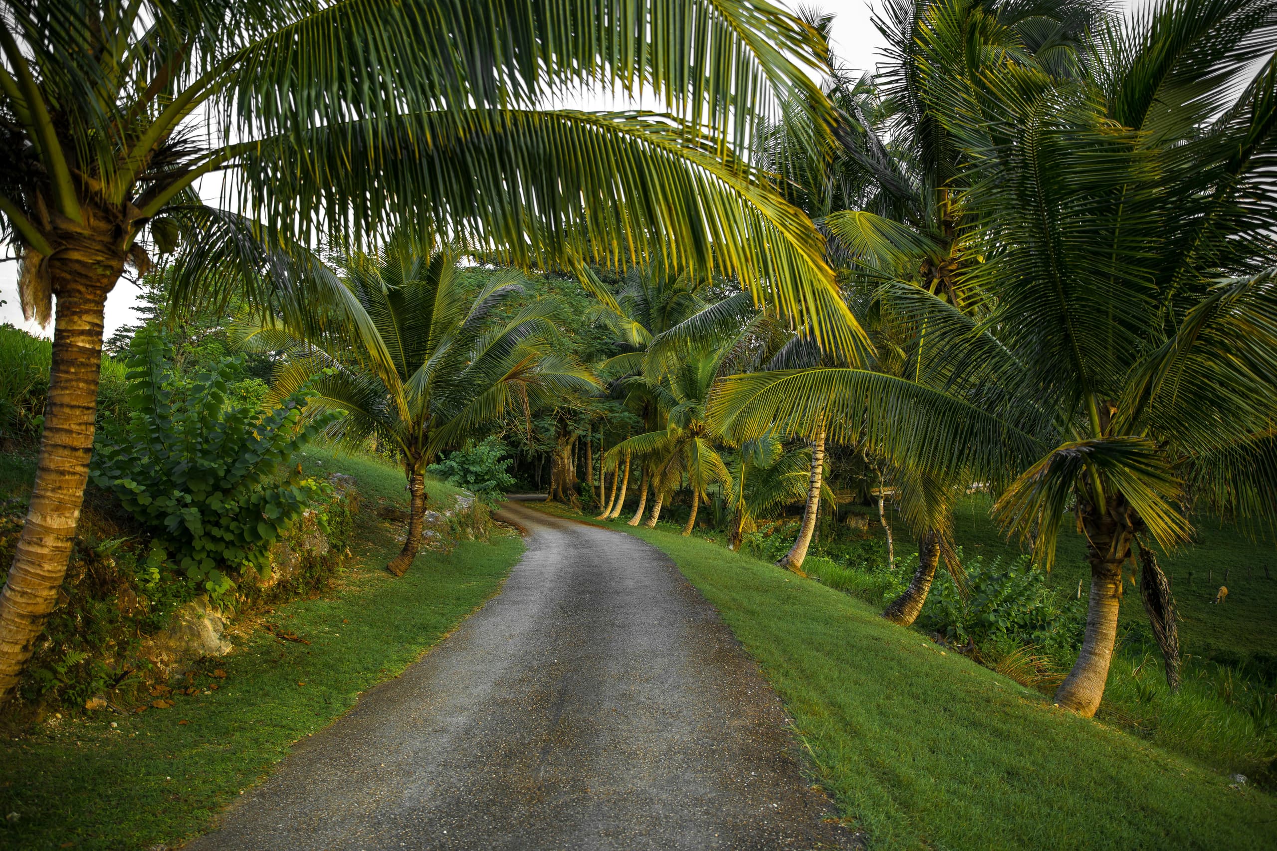 Jamaica image 3