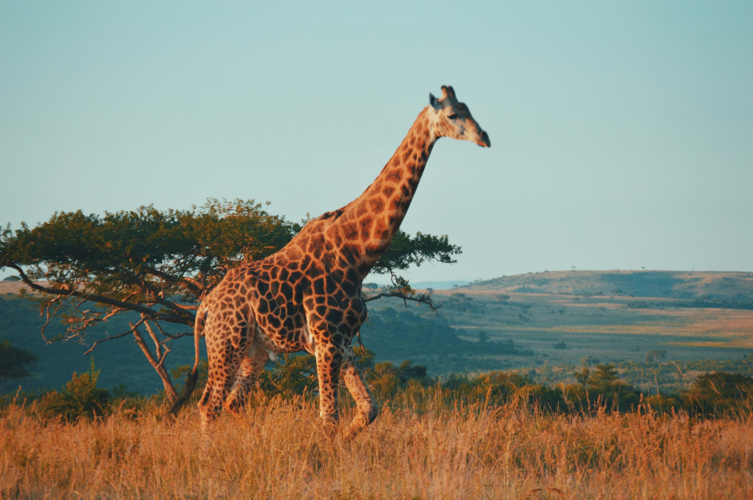 South Africa image 3
